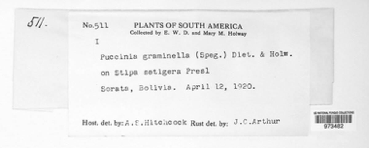 Puccinia graminella image